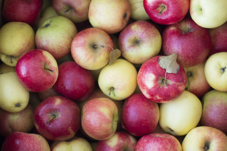 Red and yellow apples backgroundの写真素材