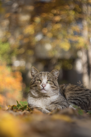 The cute homeless cat lies in autumn leavesの写真素材