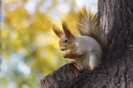 The squirrelの写真素材