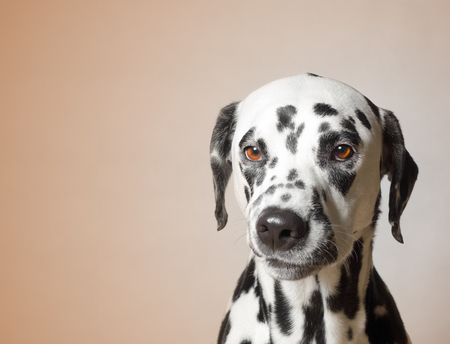 gloomy angry dog looks at you unhappyの写真素材