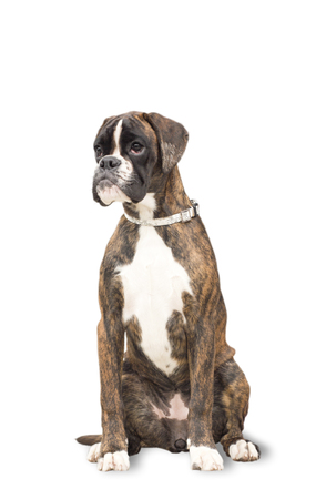 boxer dog sits and looks into the distanceの写真素材