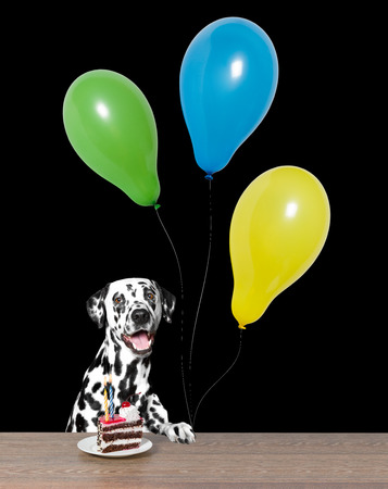 Dog celebrating a birthday with a piece of cake and balloonsの写真素材