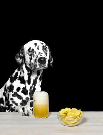 Dalmatian drinking beer and chips. Black backgroundの写真素材
