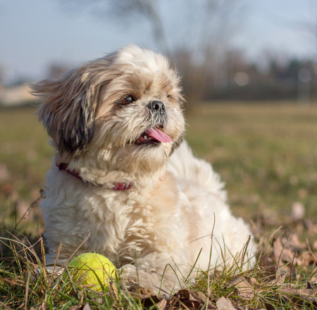 Shih Tzu is laying with a ballの写真素材