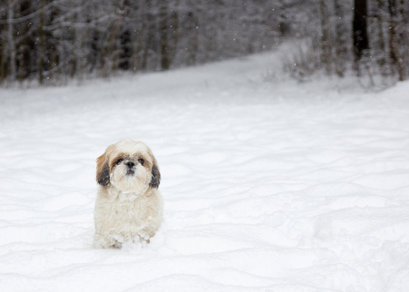 A little dog in a snowy forestの写真素材