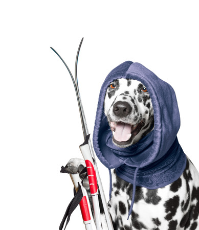 the dog is going to ski in the winterの写真素材