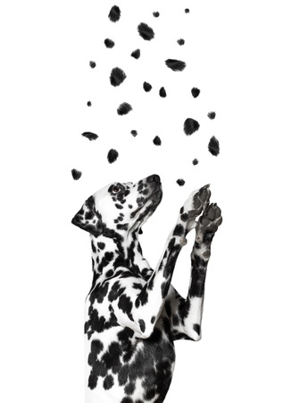 Dalmatian catches his spots, flying from the topの写真素材
