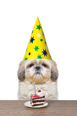 Dog celebrating a birthday with a piece of cakeの写真素材
