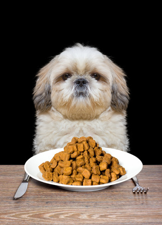 dog is hungry and is going to eatの写真素材