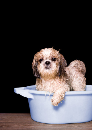 dog wash in a basin. black backgroundの写真素材