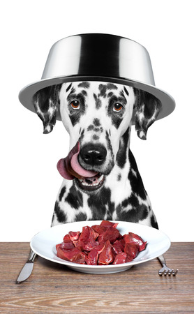 dog with a bowl on his head is going to eatの写真素材