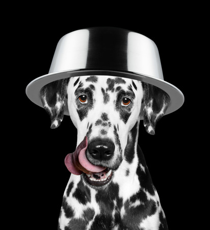dog with a bowl on his head is going to eat. Isolate on black backgroundの写真素材