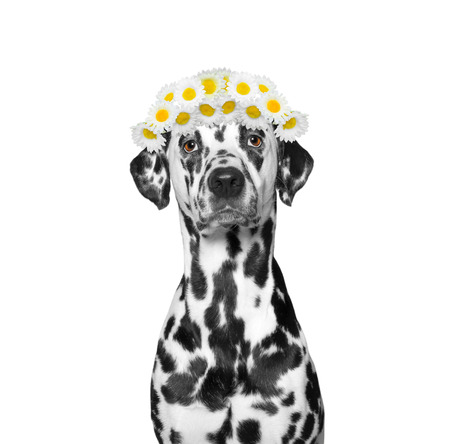 wreath of chamomile flowers on the head of a dog -- isolated on white backgroundの写真素材