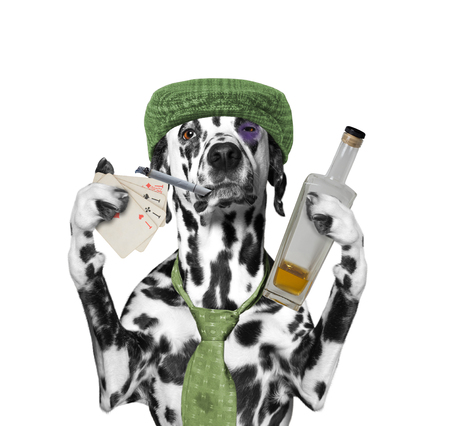 drunk dog is playing cards and smokingの写真素材