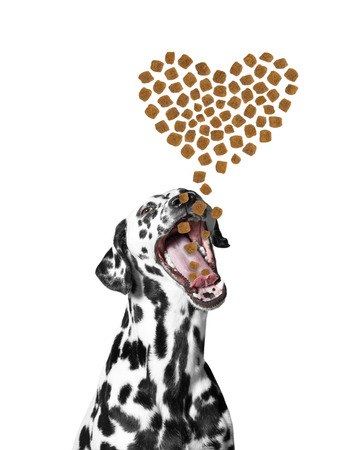 Dog catches the dry food in the form of hearts falling from above -- isolated on white backgroundの写真素材