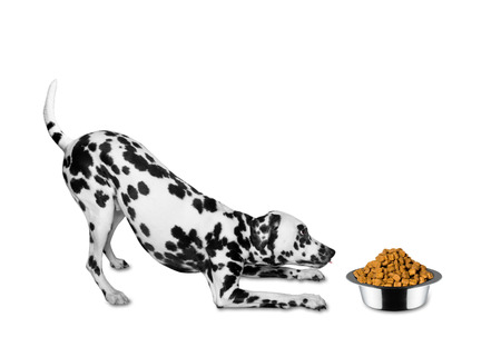 Dog is going to eat from a bowlの写真素材