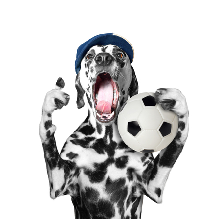 Cute dog in cap holding a soccer ball and shout and screamの写真素材