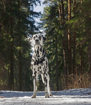 dog is walking in a winter forestの写真素材