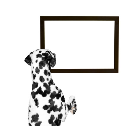 dog looking at the frame -- isolate on white backgroundの写真素材