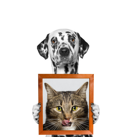 dog holds a portrait of cat in its paws -- isolate on white backgroundの写真素材