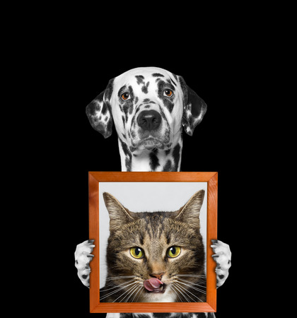 dog holds a portrait of cat in its paws -- isolate on black backgroundの写真素材