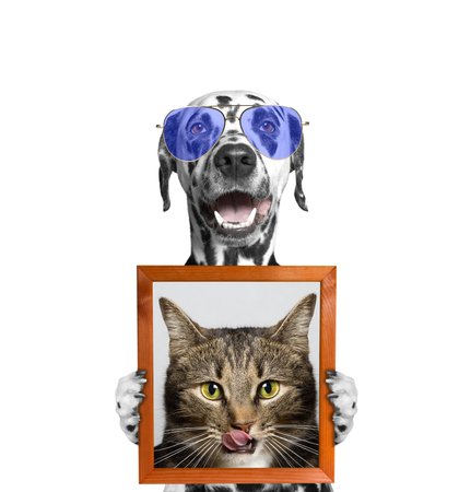 dog in glasses holds a portrait of cat in its paws -- isolate on white backgroundの写真素材