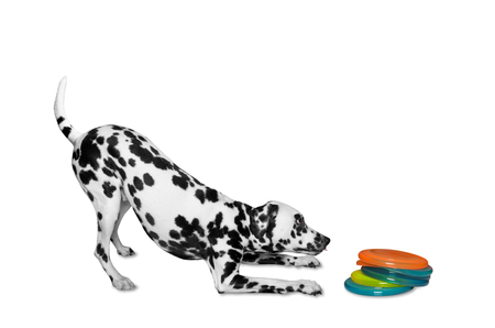Dog is going to play frisbee discの写真素材