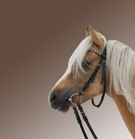 portrait of a beautiful brown horseの写真素材