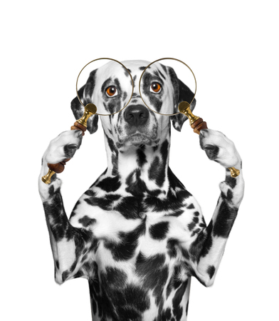 Dog looking through a magnifying glass loupの写真素材