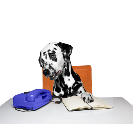 dog is waiting for a phone callの写真素材