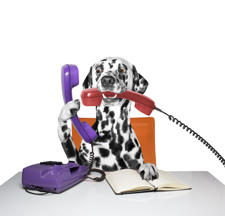 dog is talking over the phoneの写真素材