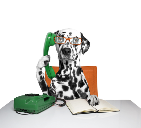 dog is talking over the telephoneの写真素材