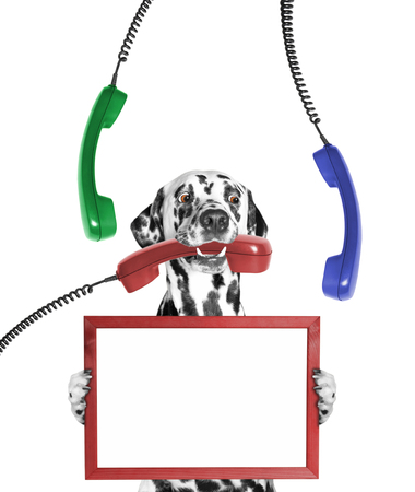 dog keeps frame in its paws and phone in its mouth -- isolated on white backgroundの写真素材