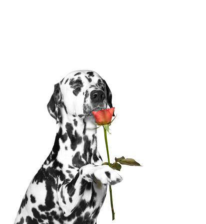 Dog present a rose to somebody and sniffs itの写真素材