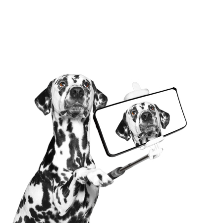 dog photographed selfie on the phone -- isolate on white backgroundの写真素材