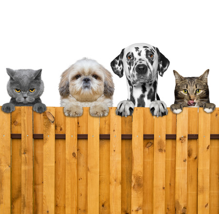 dogs and cats look through a fence -- isolatedの写真素材