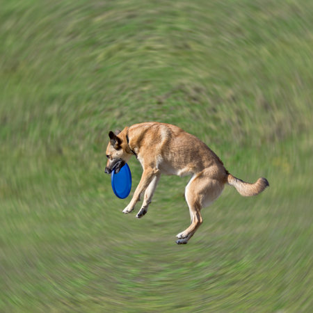 Dog is going to play disc on the grass -- Radial Blur and only dog in focusの写真素材