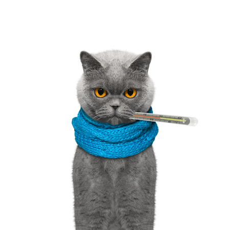 Cat is sick and measures the temperature -- isolated on white backgroundの写真素材