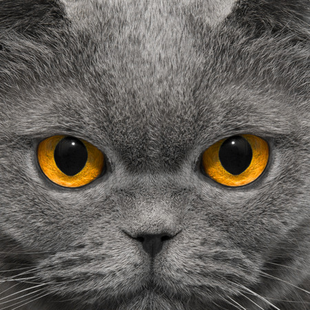 Cat looks very strange look in the nightの写真素材