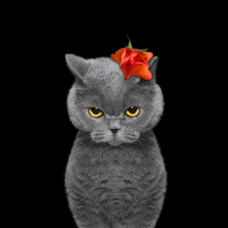 cat's head decorated with beautiful rose -- isolated on black backgroundの写真素材