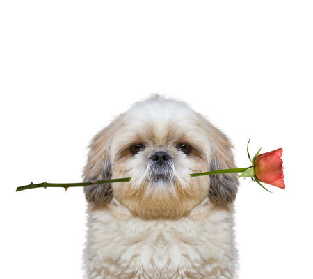dog holding a rose in his mouth -- isolated on white backgroundの写真素材