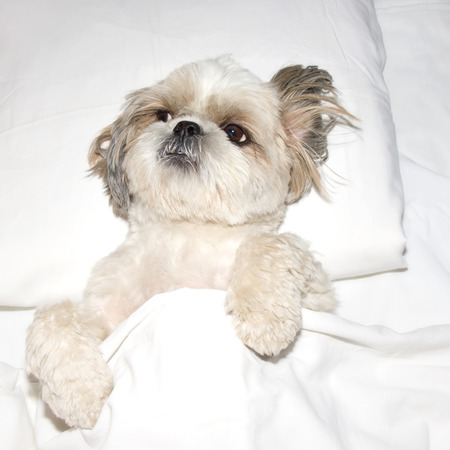 dog sleeping on a pillow in bed under the coversの写真素材