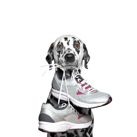Dog playing sports -- running and joggingの写真素材