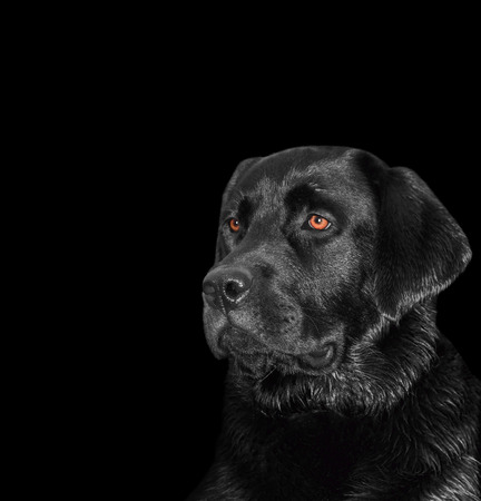 Portrait of a labrador dog on black backgrooundの写真素材