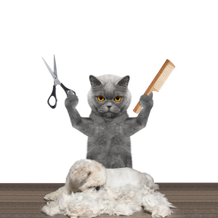 cat doing groomung to dog with scissors and comb -- isolated on whiteの写真素材