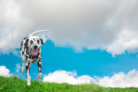 dog happily running along the fieldの写真素材