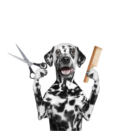 dog doing grooming with scissors and comb -- isolated on whiteの写真素材