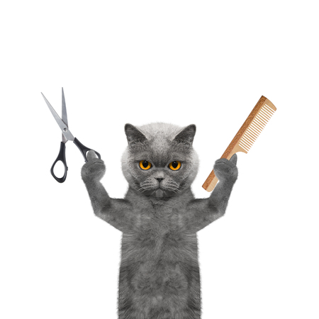 cat doing grooming with scissors and comb -- isolated on whiteの写真素材