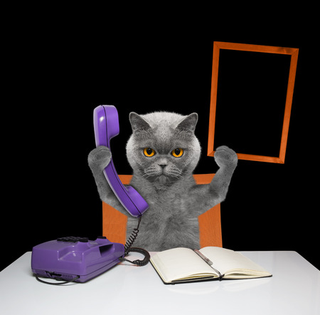 cat keeps phone and frame -- isolated on blackの写真素材