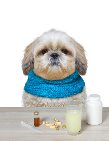 Dog is  ill and drinks the medication -- isolated on whiteの写真素材
